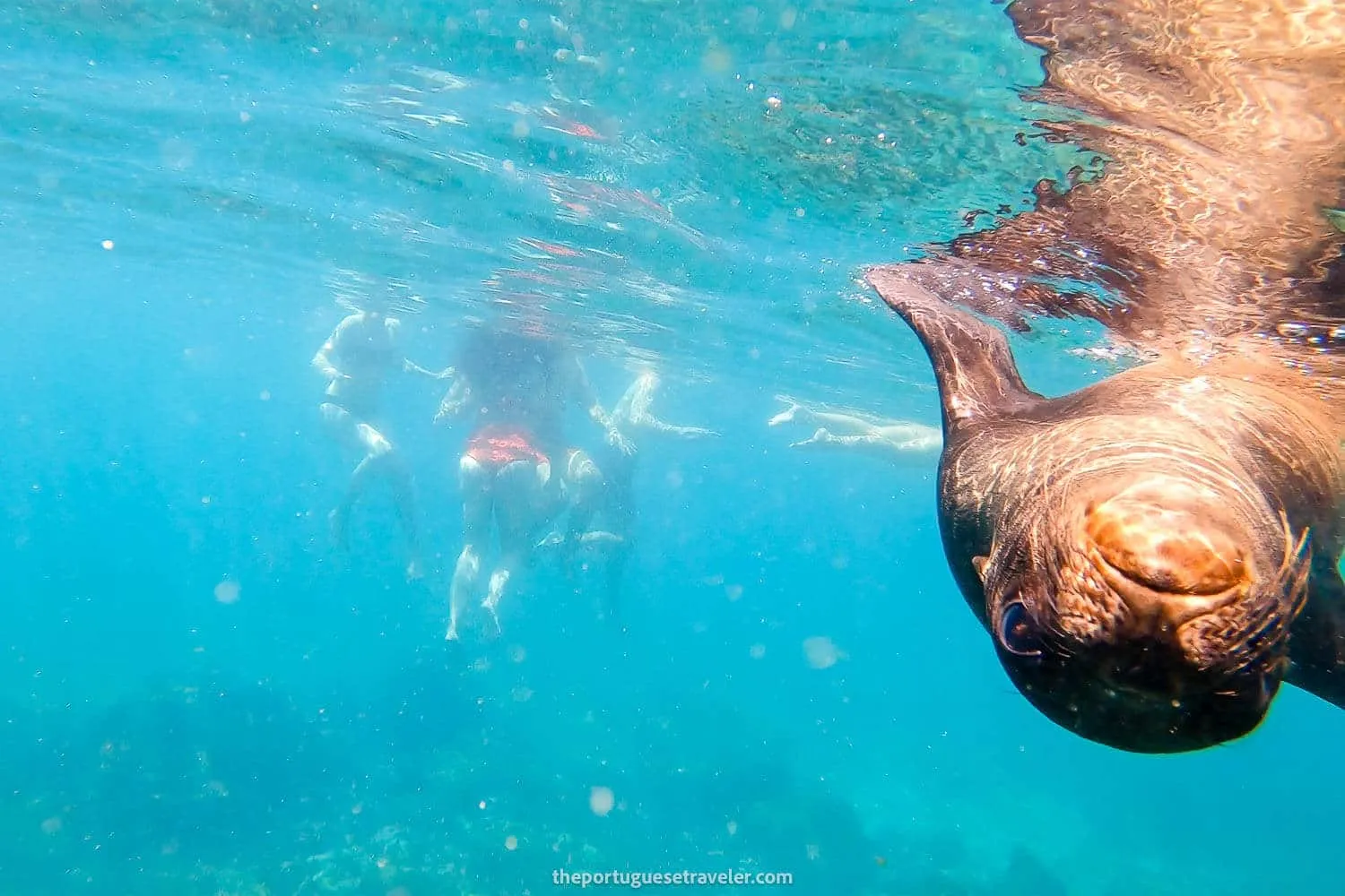 A sea lion checking me out