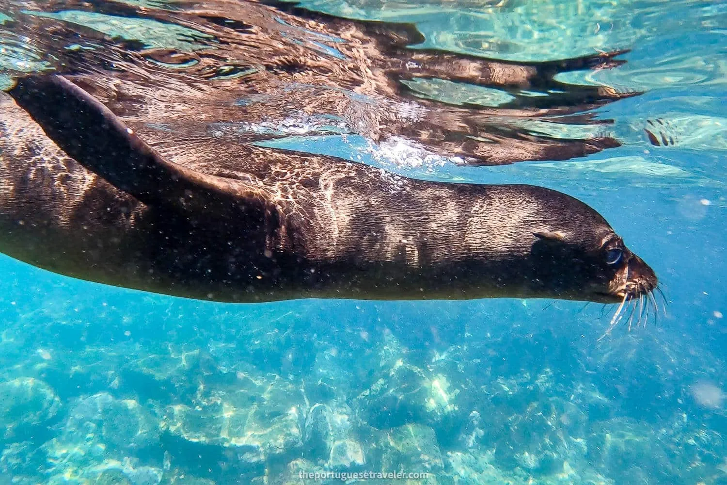 More sea lions