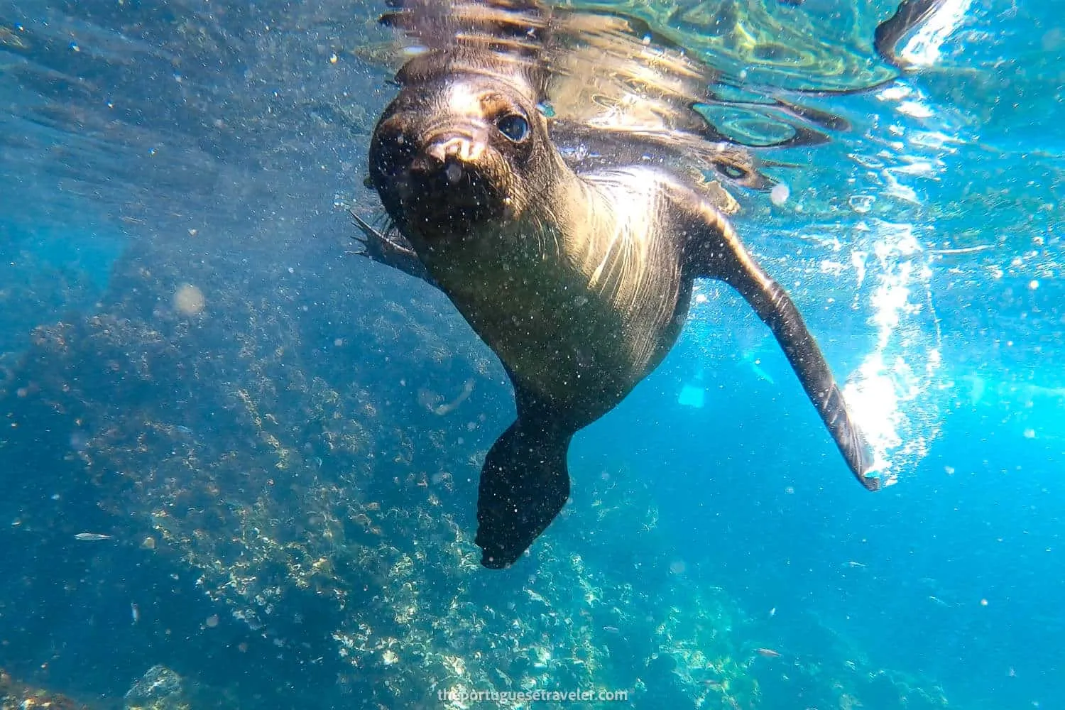 Another sea lion at Tijeretas