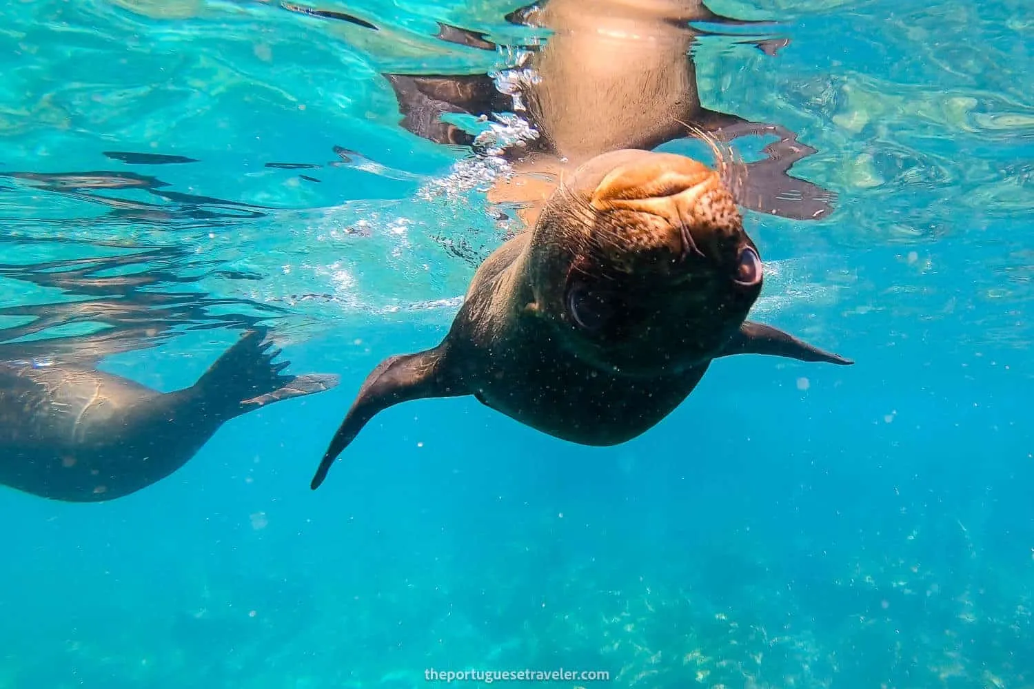 A baby sea lion playing with us at Muelle Tijeretas - Galapagos 4 Day Itinerary