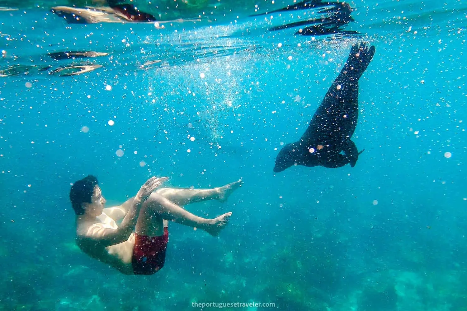 Snorkeling with Sea Lions at Muelle Tijeretas
