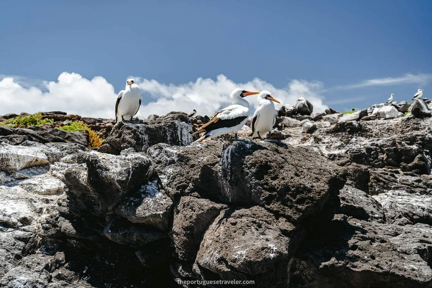 Nazca Boobies in Punta Suarez