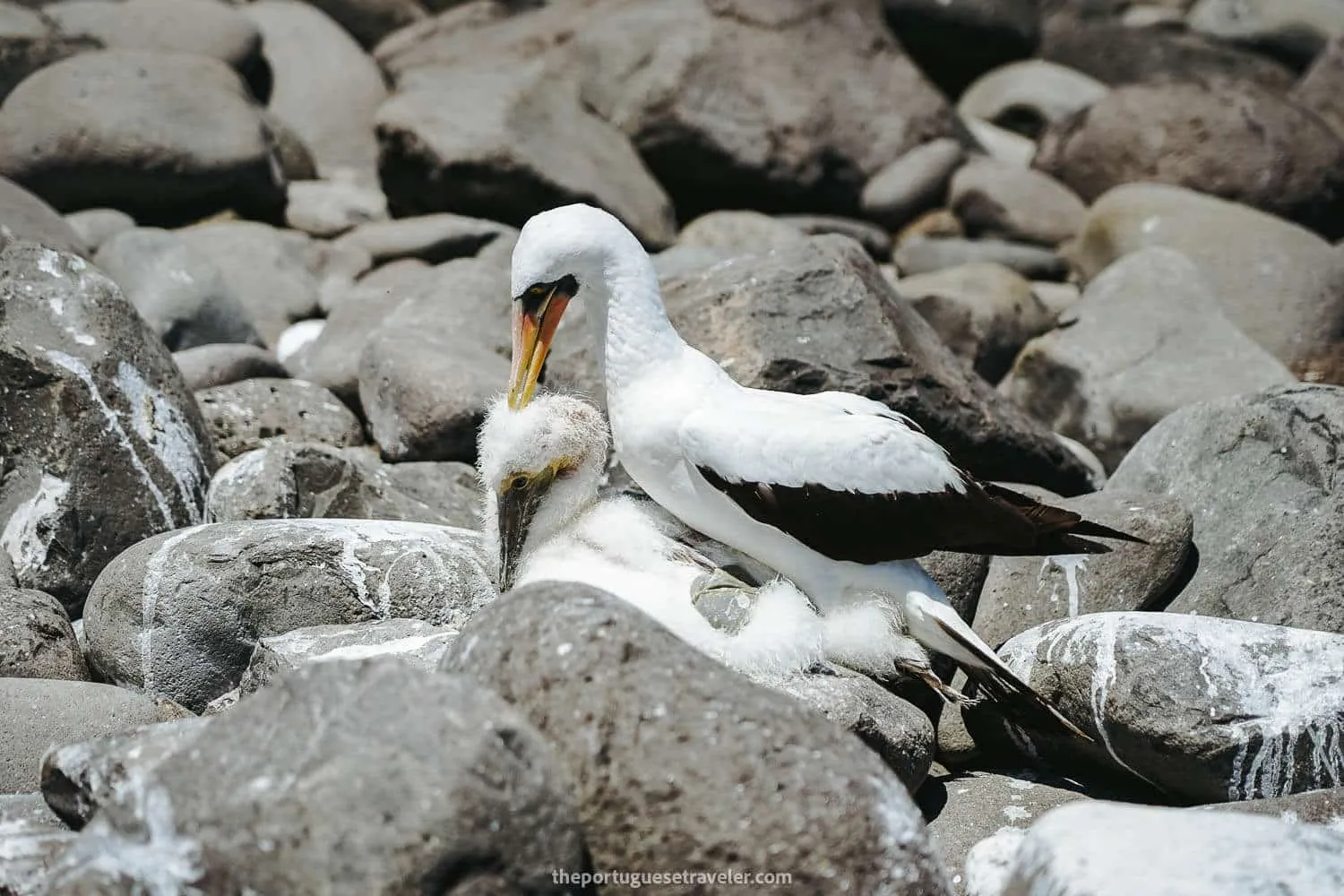 Nazca Boobies breeding area in Española Island