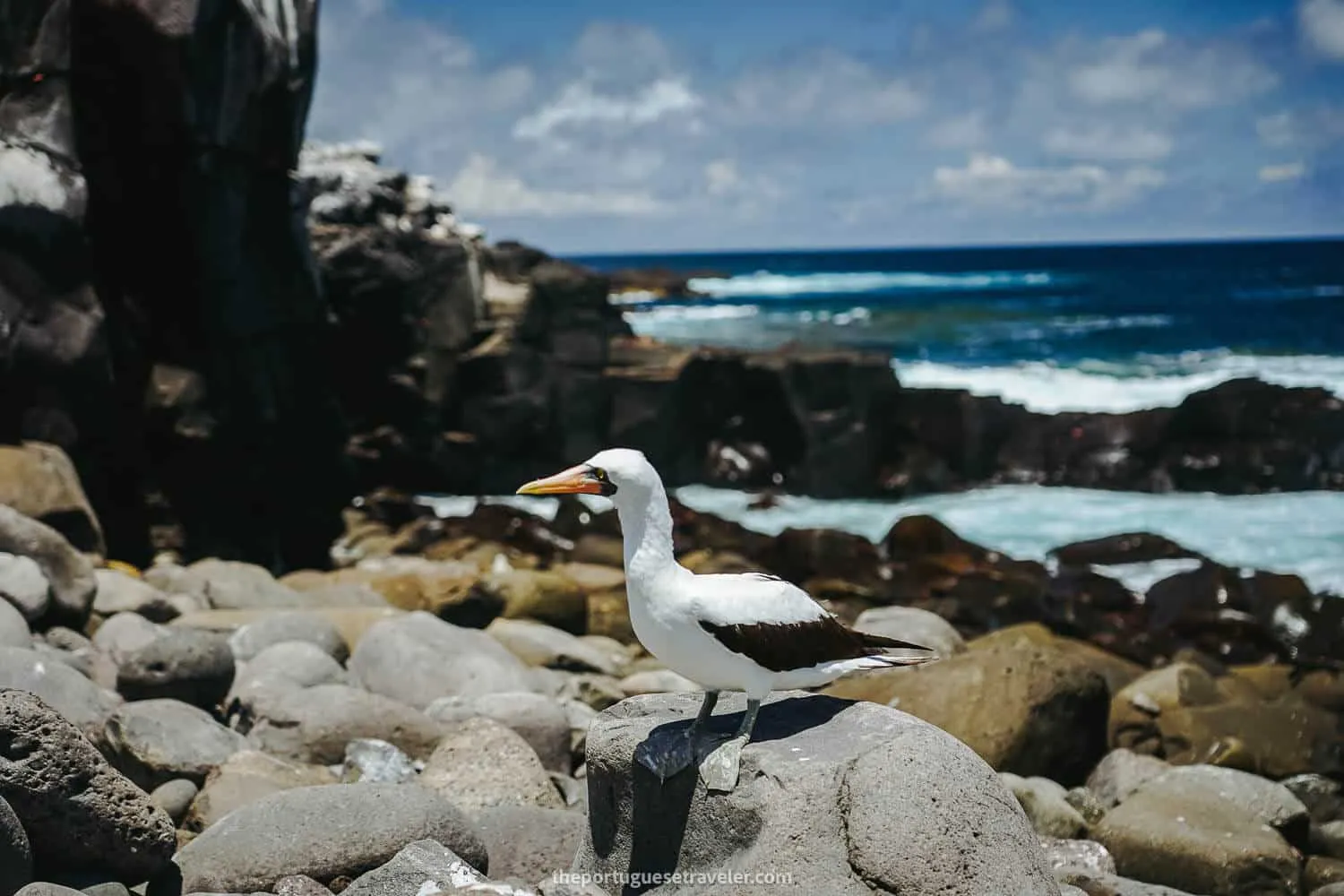 A Nazca Booby in Española Island