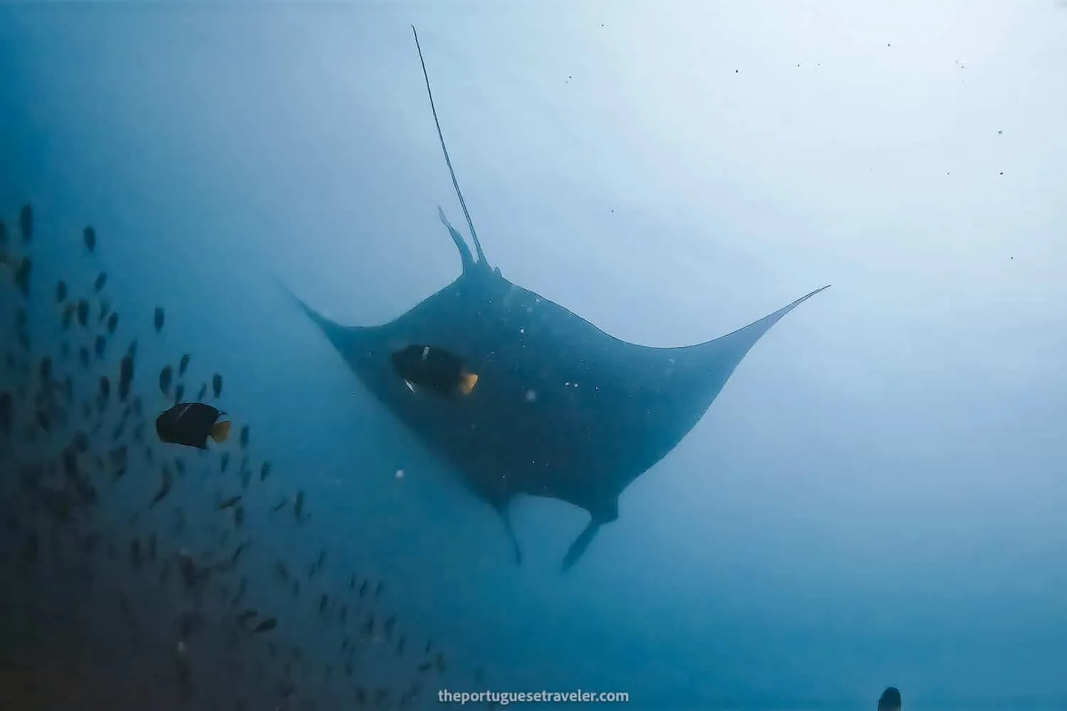 The second Giant Manta Ray of the day