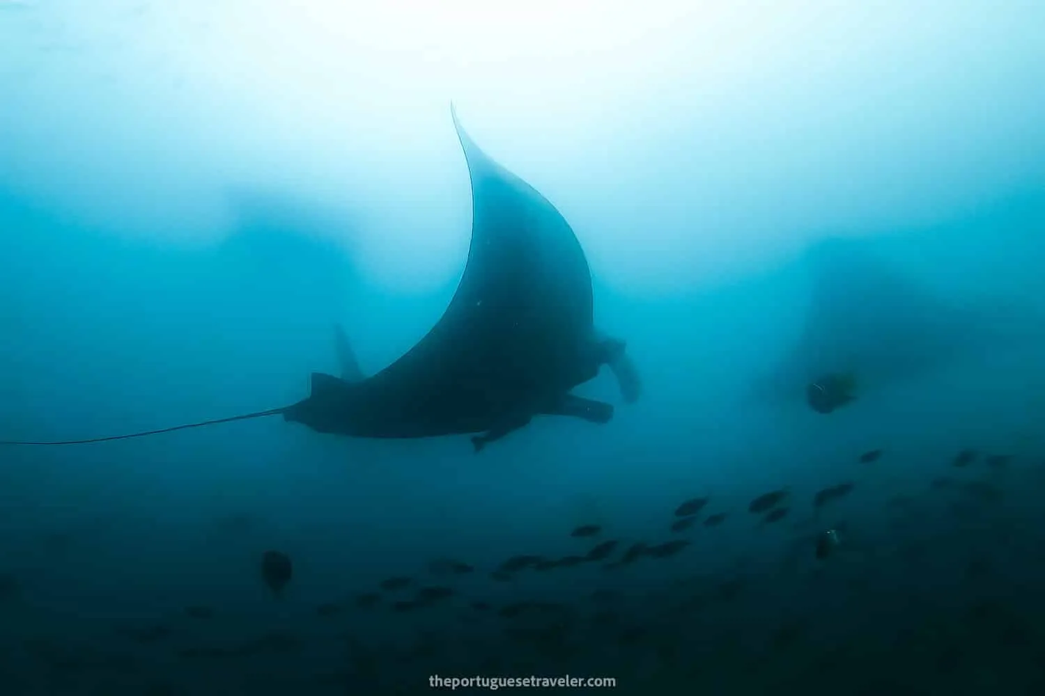 Three giant Manta Rays at Isla de La Plata