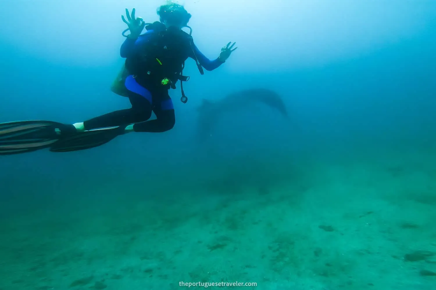 The first glimpse at a Giant Manta Ray