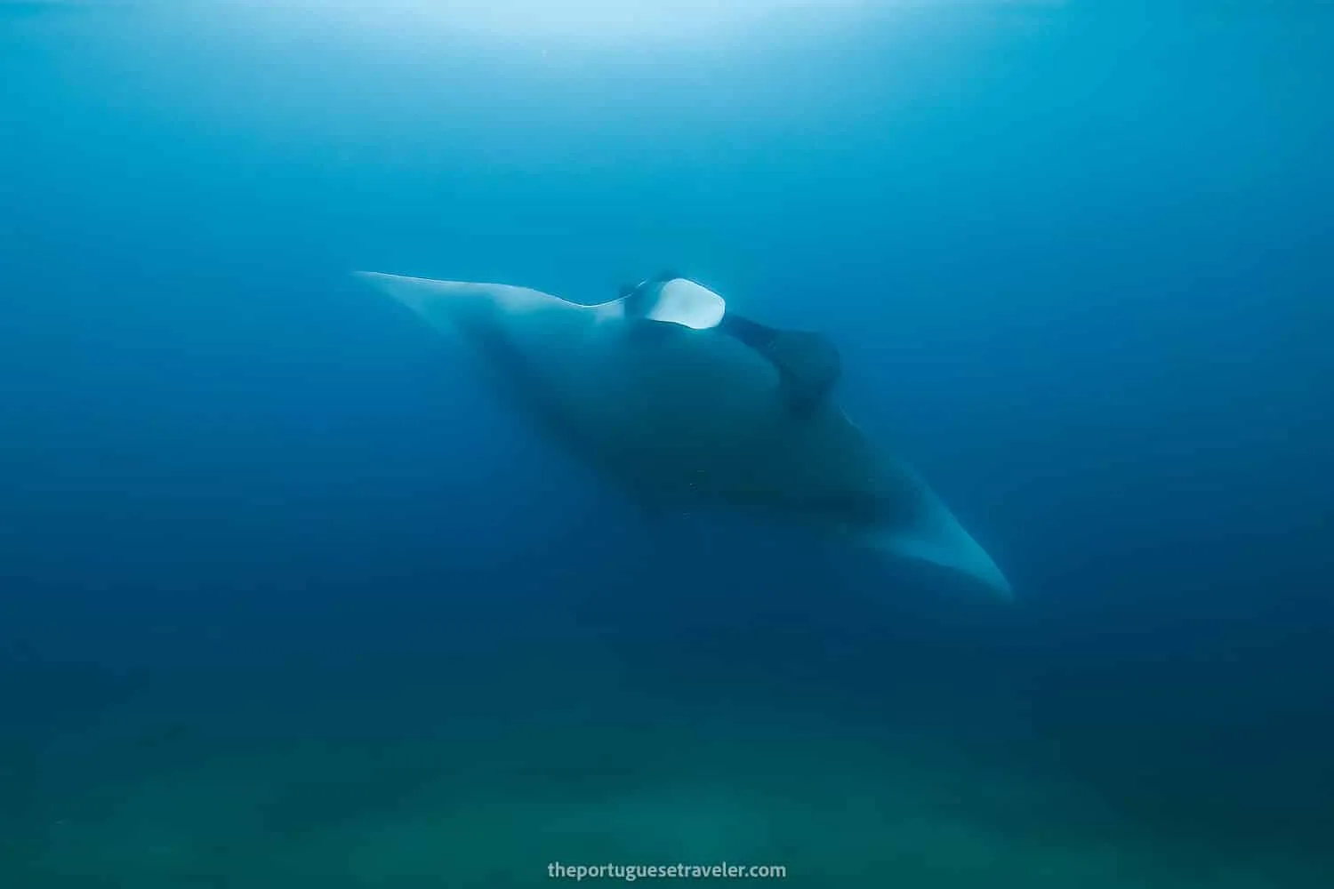 A Giant Oceanic Manta Ray