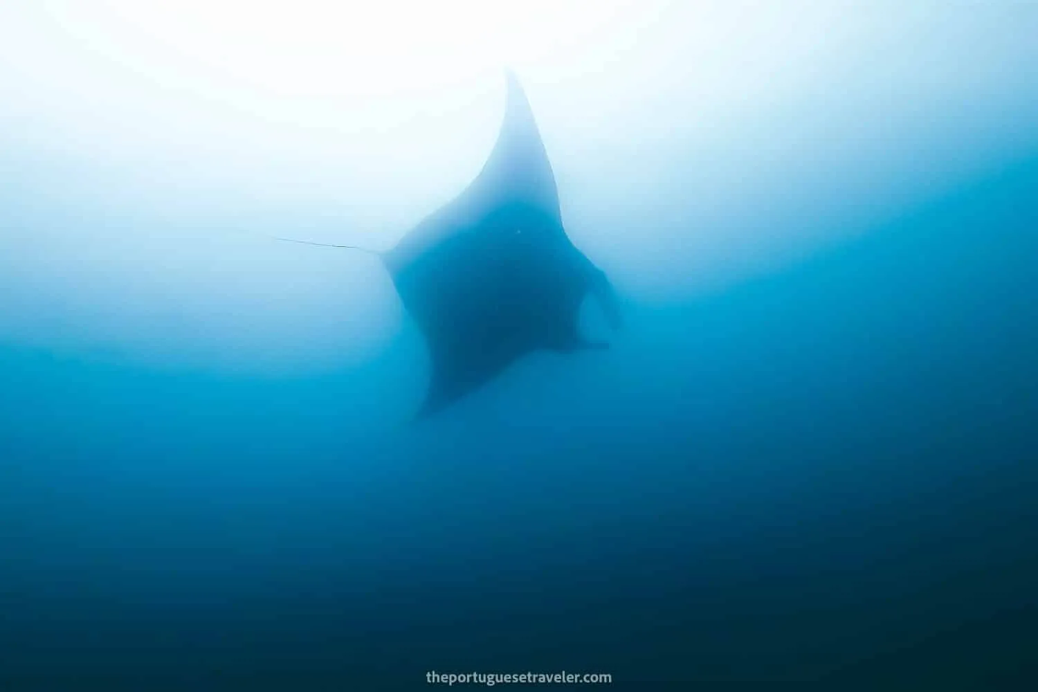 Giant Manta Ray at Isla de La Plata