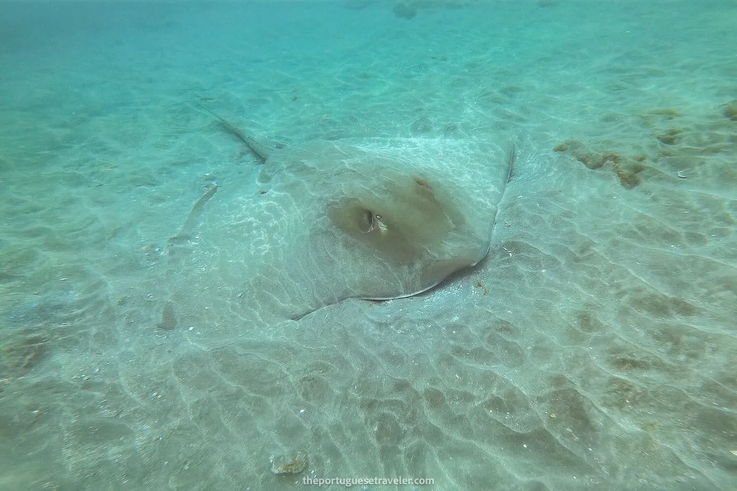 An Oceanic Giant Smalleye Stingray
