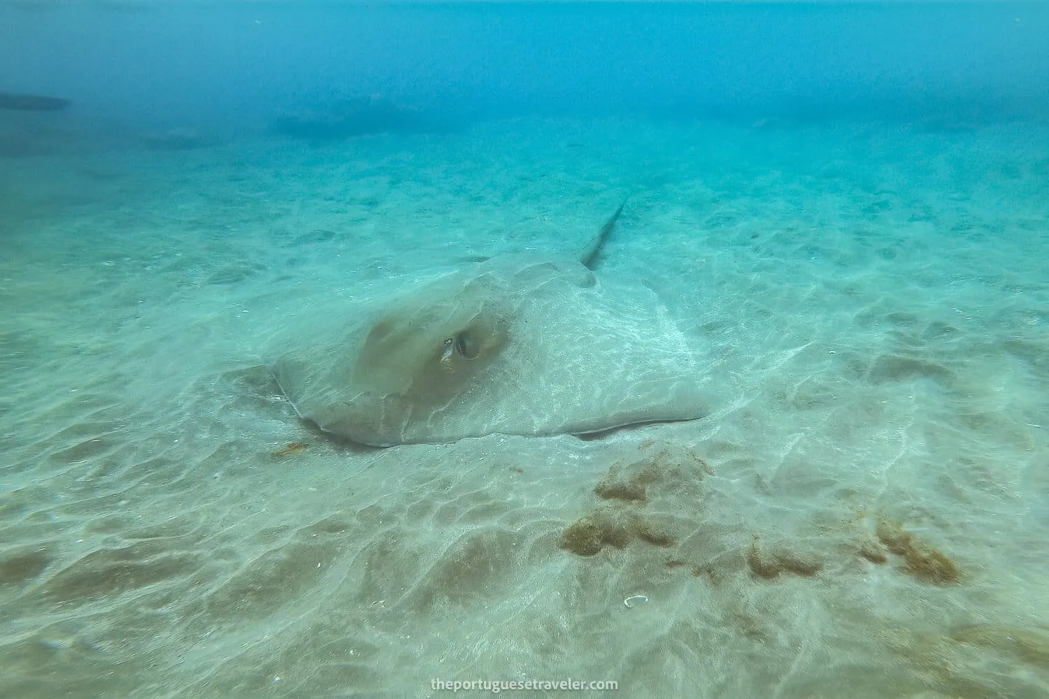 An Oceanic Giant Smalleye Stingray