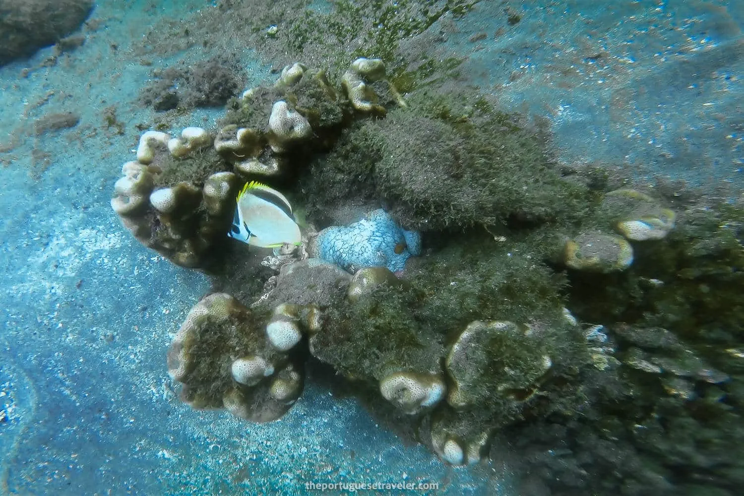 An Octopus trying to camouflage itself at El Acuario