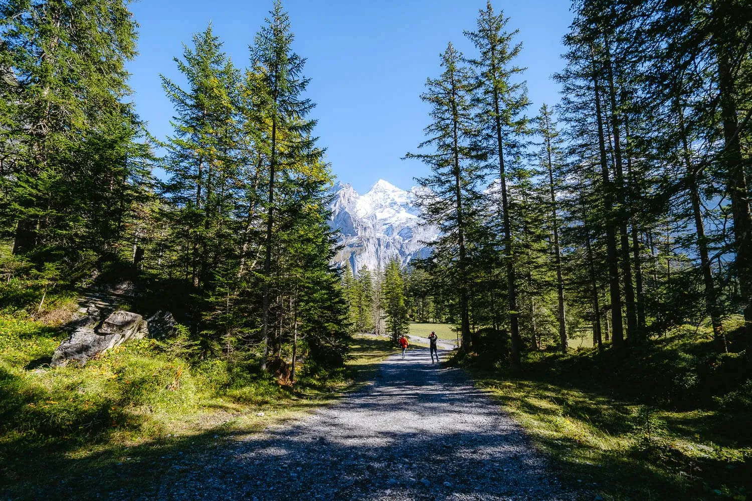 The forest on the way to the Heuberg viewpoint