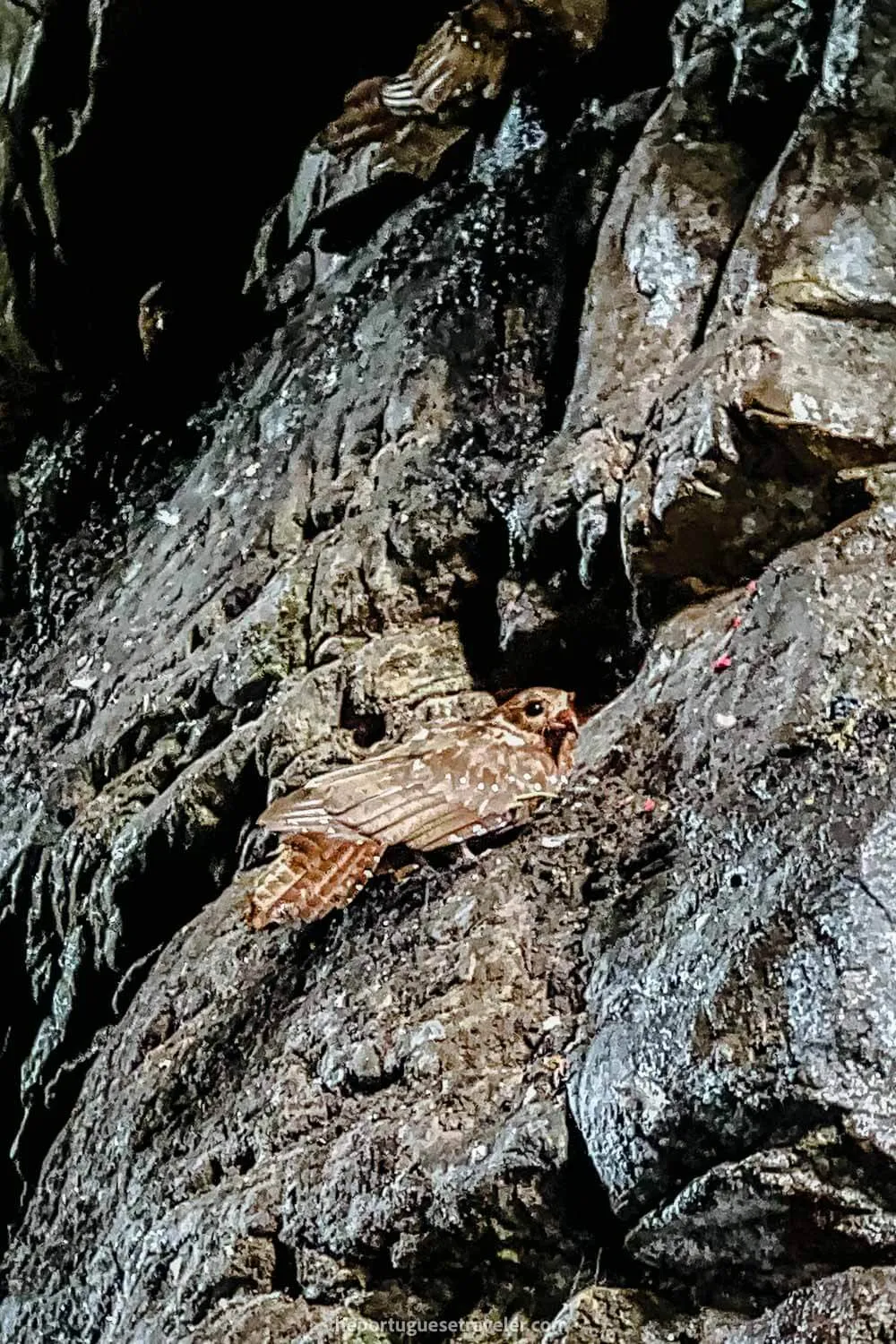 A Tayo bird (Oilbird) in Gruta de Los Tayos