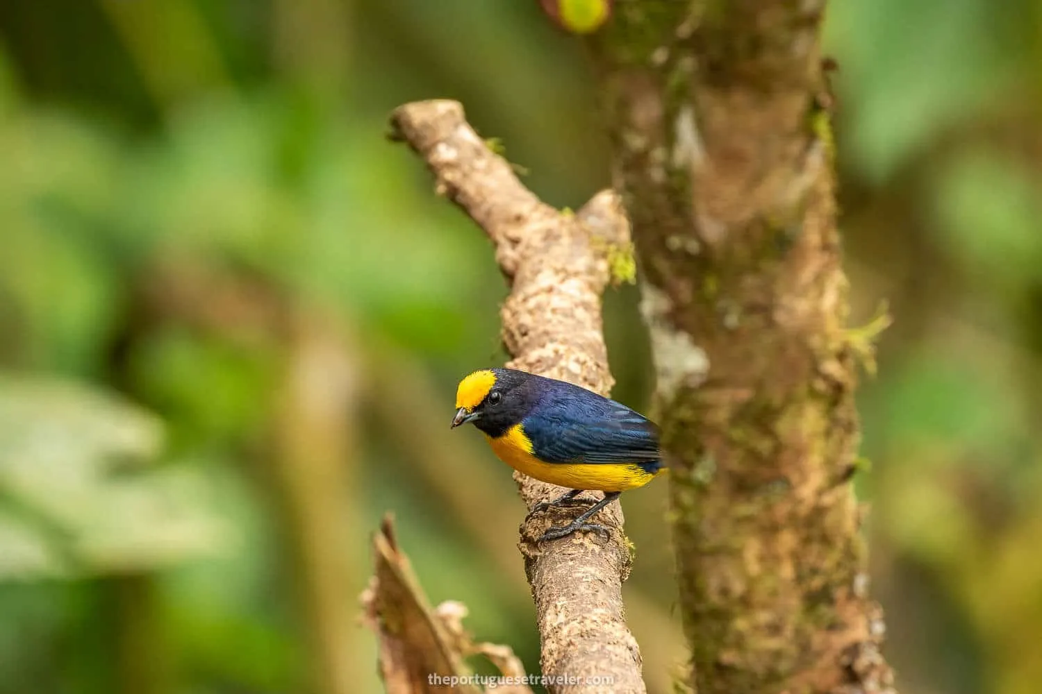 An Orange Bellied Euphonia