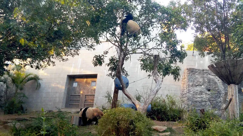 Pandas playing at the Coloane’s Zoo in Macau, China