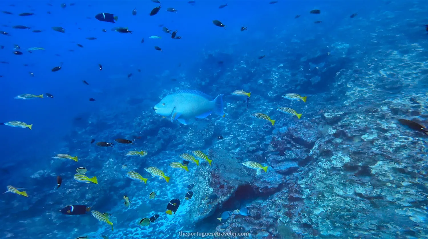 A Parrot Fish in between many other fish