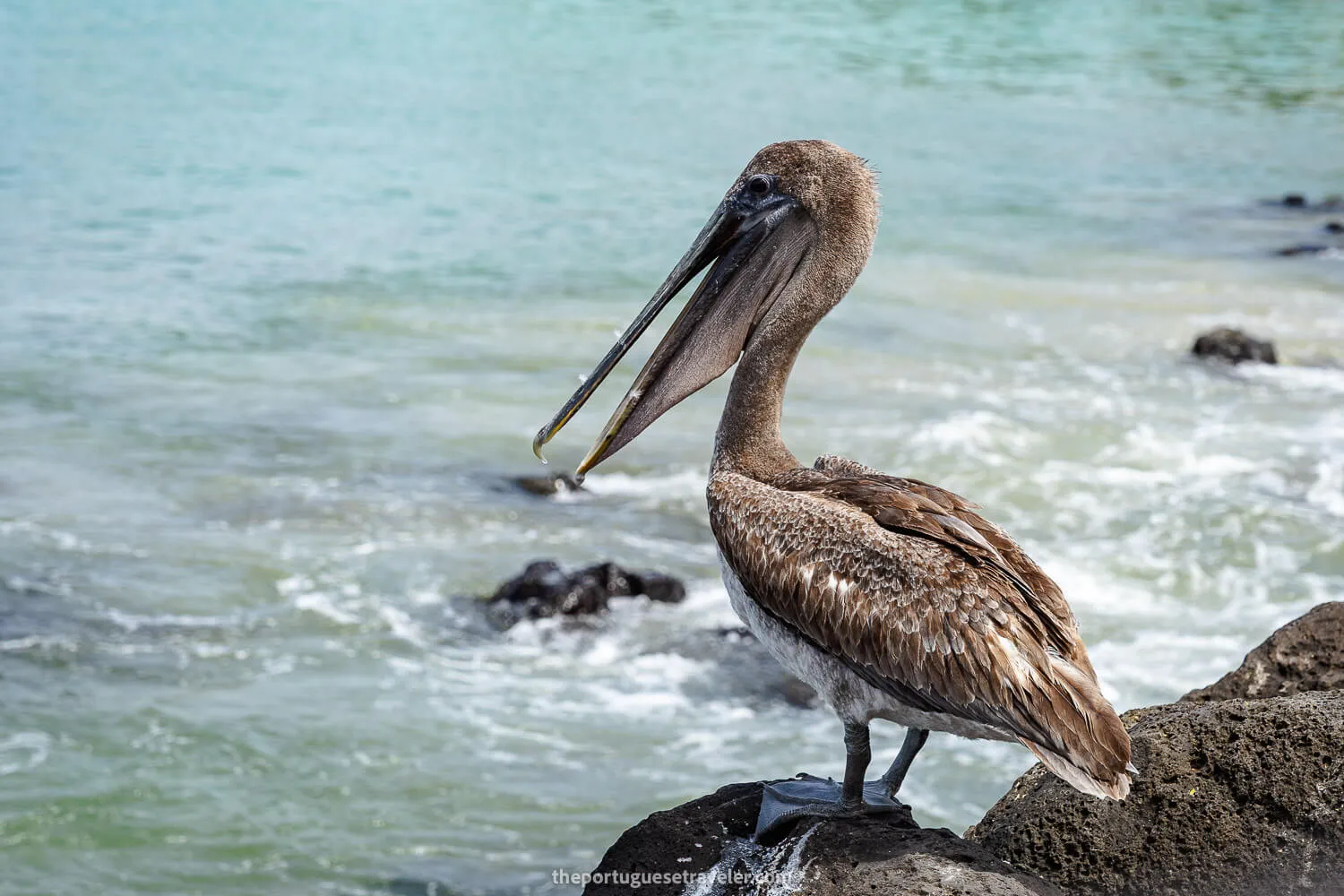 A Galapagos brown pelican in Puerto Baquerizo Moreno