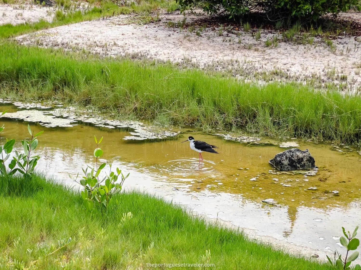 A Pernilongo Stilt on the way to Las Grietas in Santa Cruz island