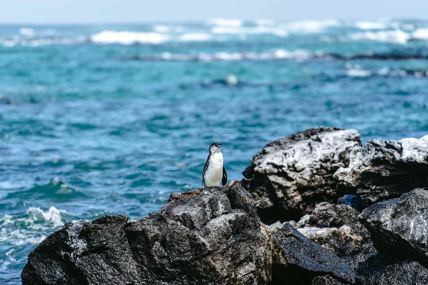A Galapagos penguin - Responsible Tourism in Galapagos