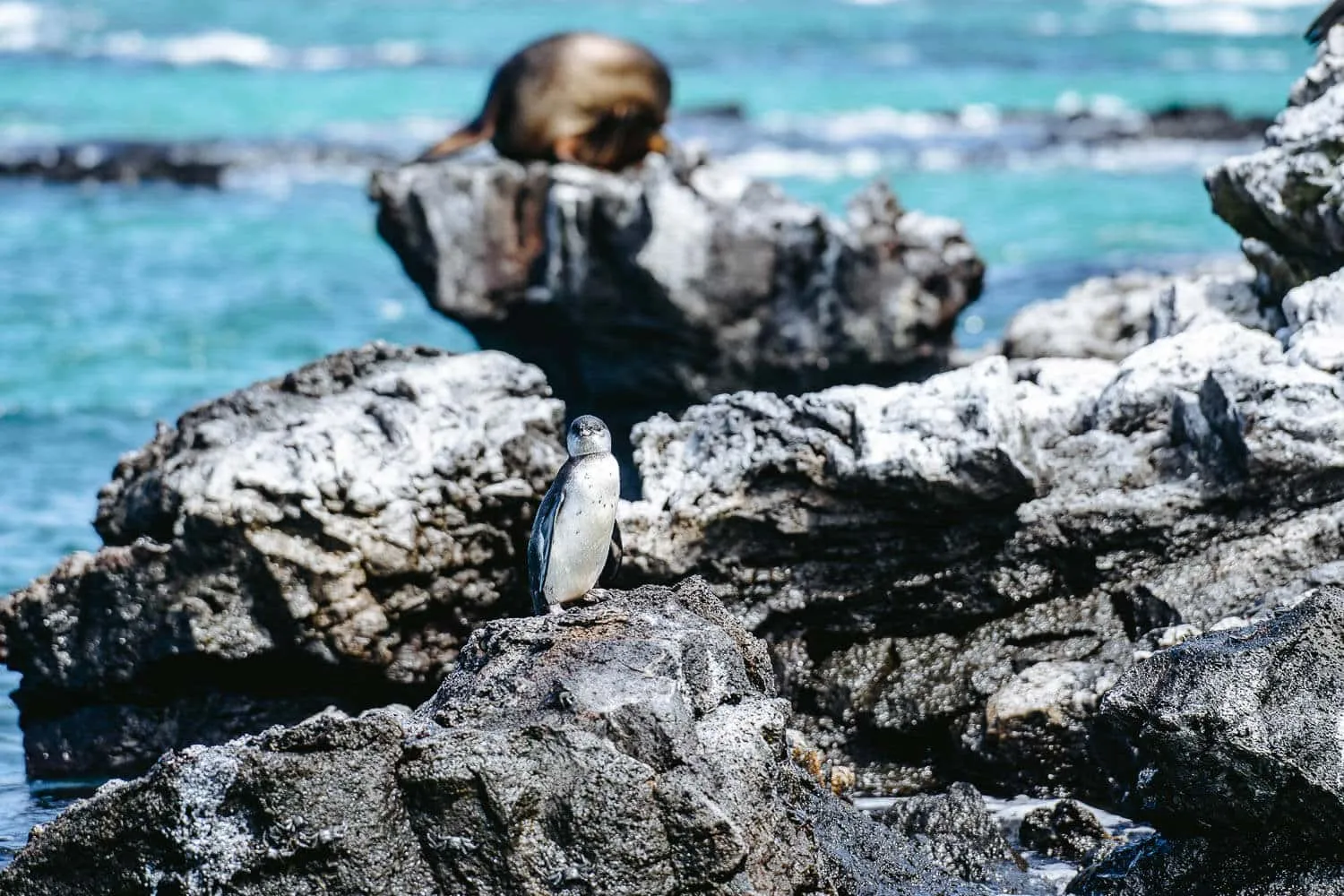 Sea Lion and a penguin in Los Tuneles Tour in Isabela - Galapagos Cruise vs Island Hopping