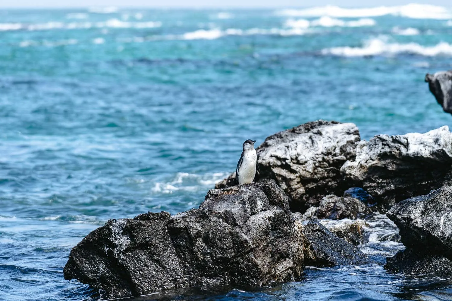 A Galapagos penguin - Galapagos Islands Myths