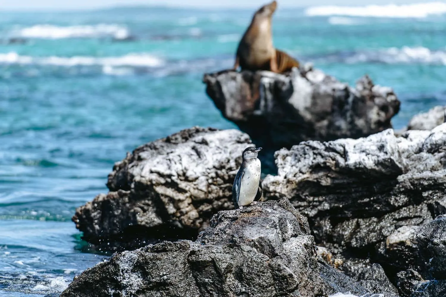 A penguin and a sea lion in Los Tuneles, Isabela, Galapagos - Galapagos 5 Day Itinerary