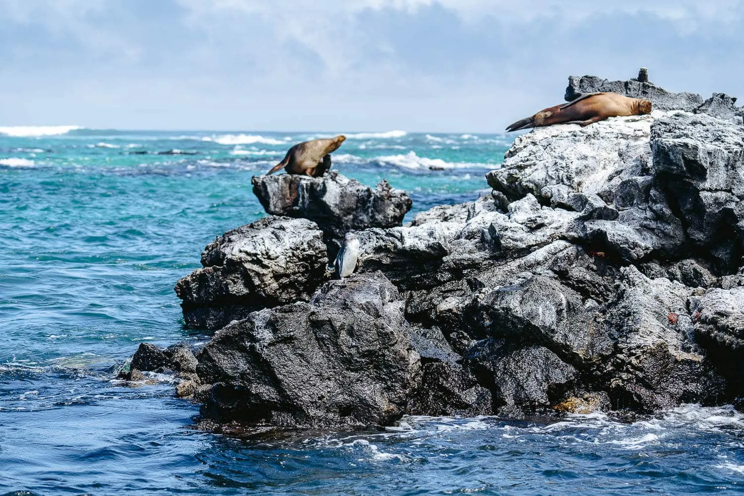 Sea lions and penguins on the Los Tuneles Tour in Isabela island - Galapagos 10 Day Itinerary