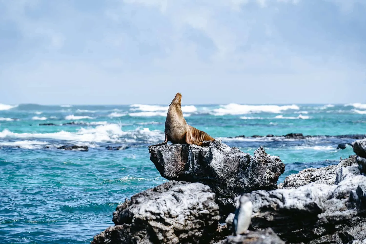 A sea lion chilling in Los Tuneles tour