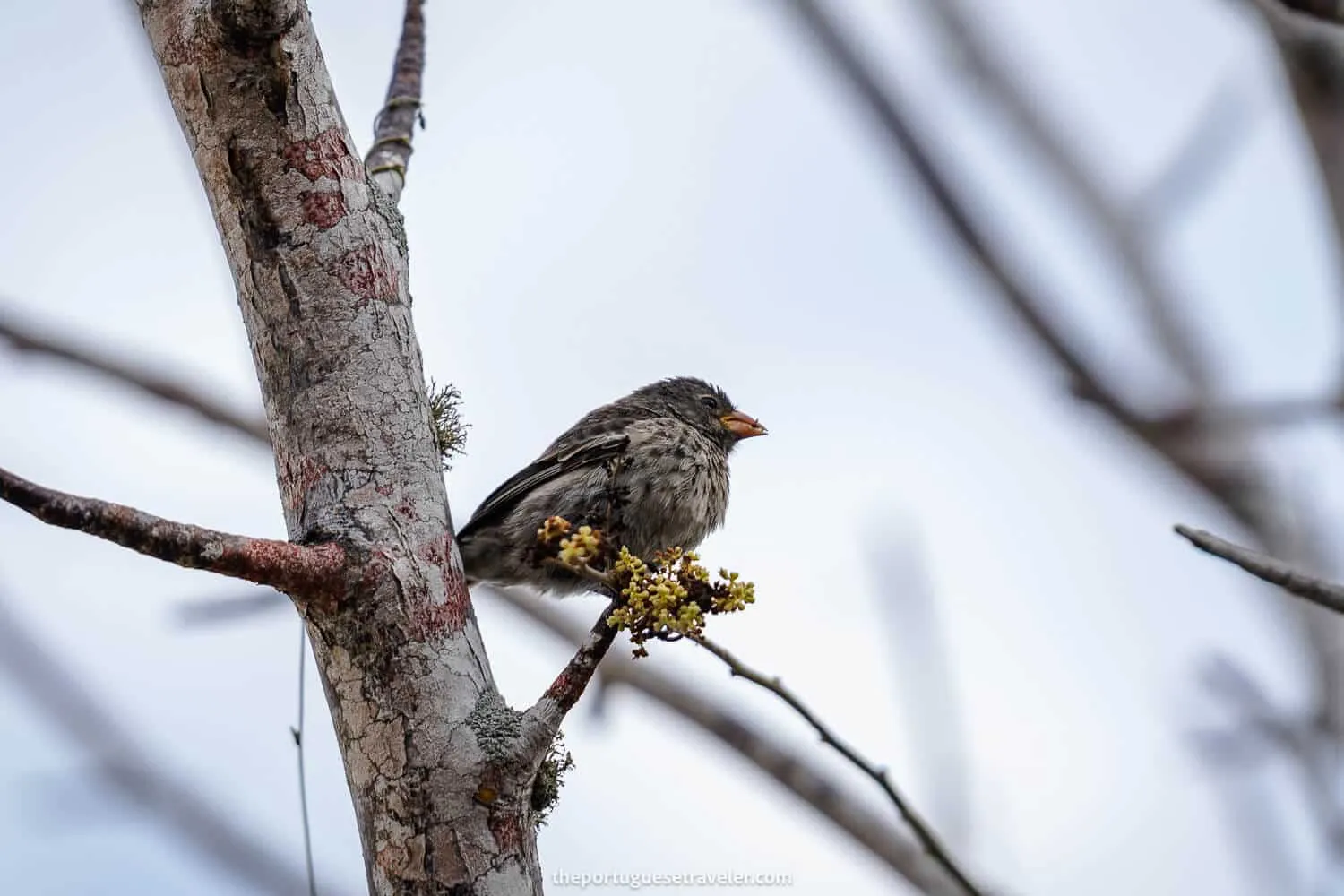A finch at the interpretation centre in San Cristobal Island, Galapagos