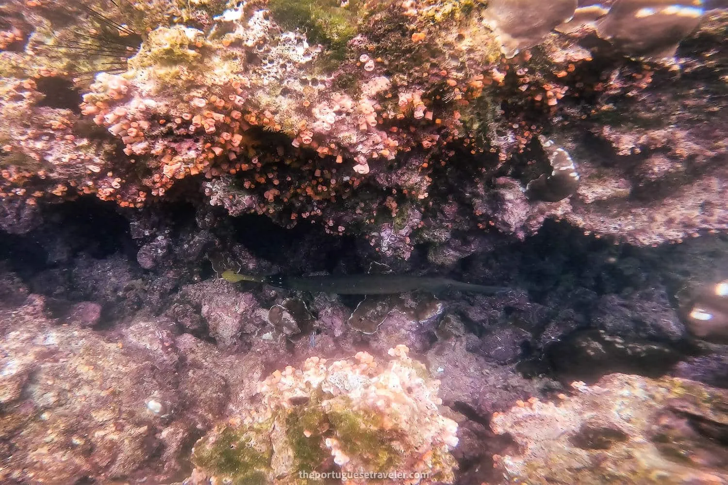 A pipefish on the second dive