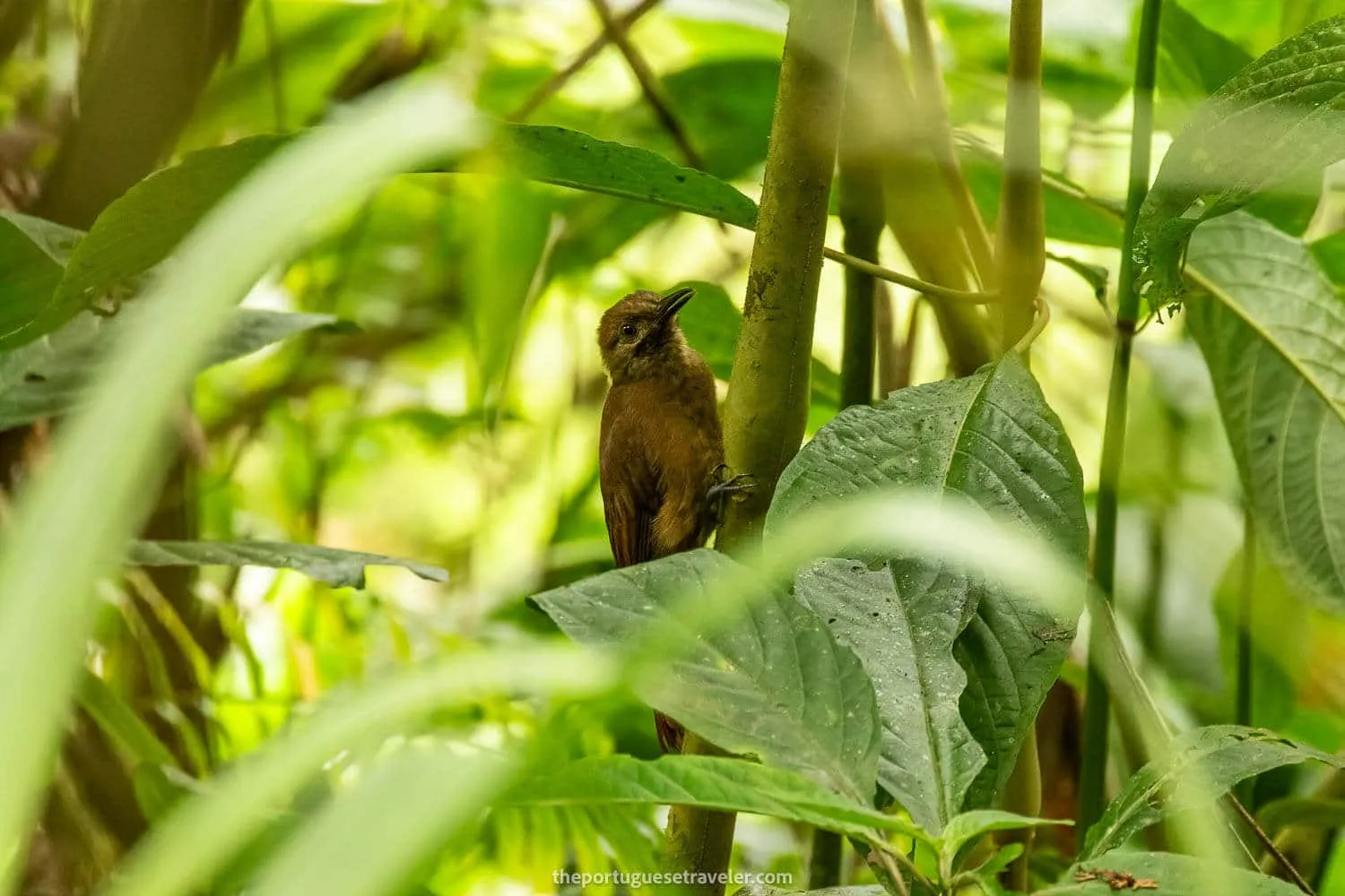 A Plain Brown Woodcreeper
