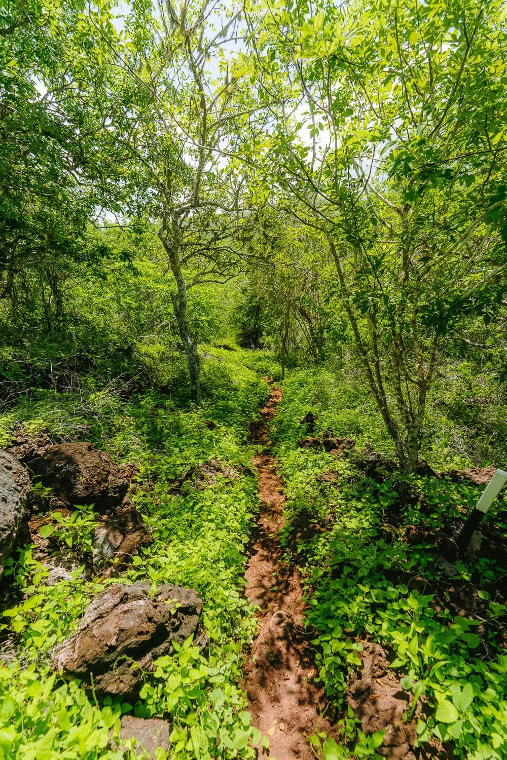 The muddy path right after Cerro Tijeretas
