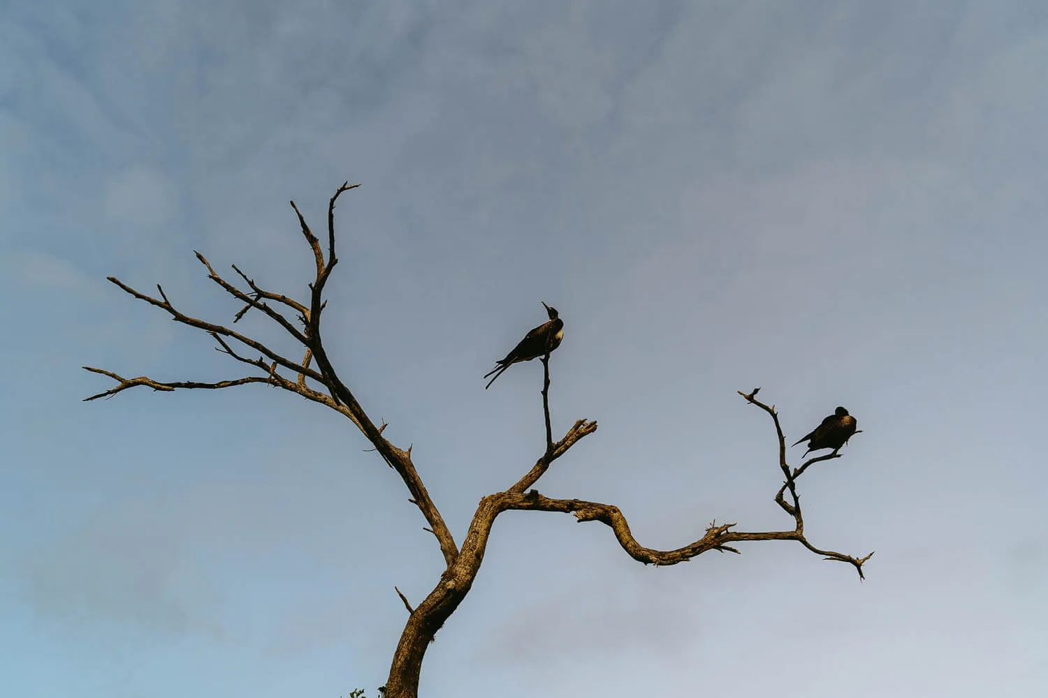 Frigate birds in Punta Carola beach