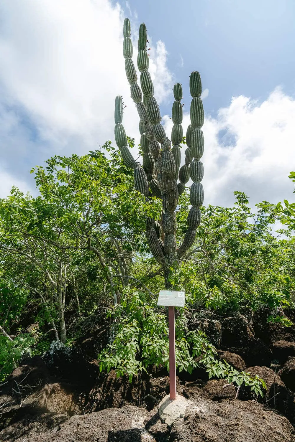 A Candelabra Cactus before Playa Tijeretas
