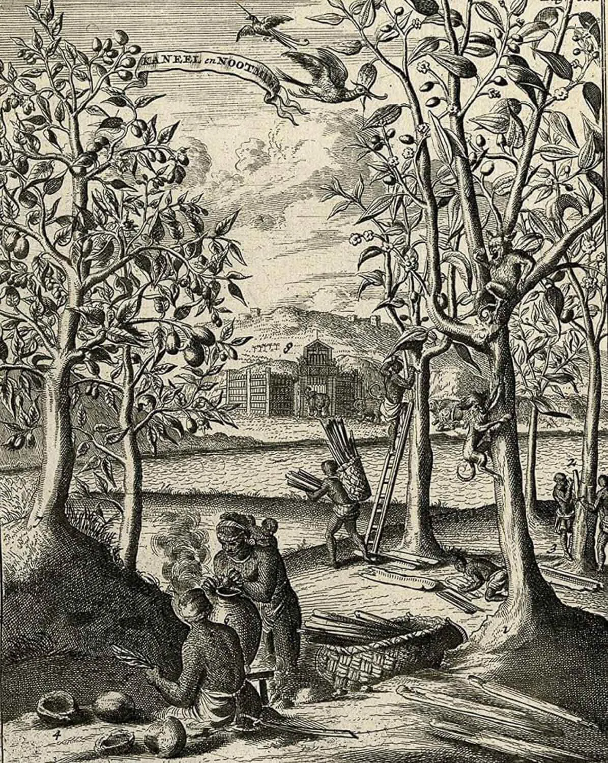 Cinnamon Peeling in Ceylon by Romeyn de Hooghe – 1682