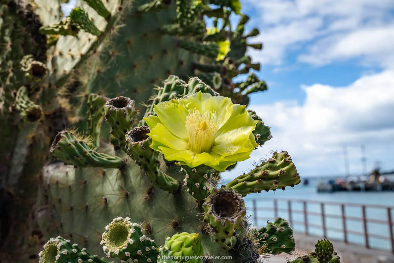 Opuntia cactus flower