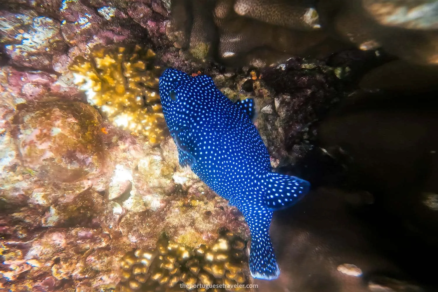 A Guineafowl blue pufferfish