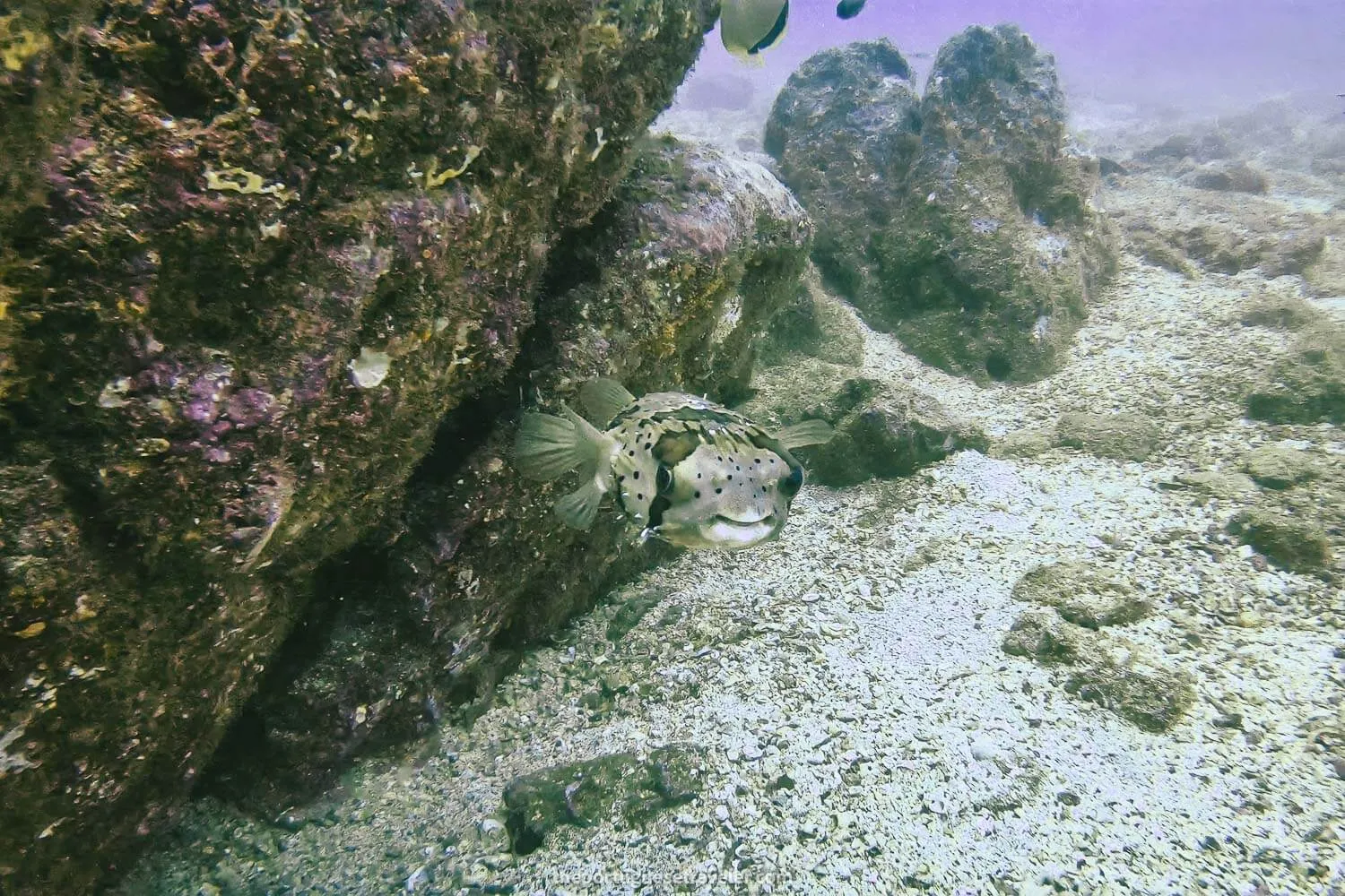 A cute pufferfish at Isla de La Plata