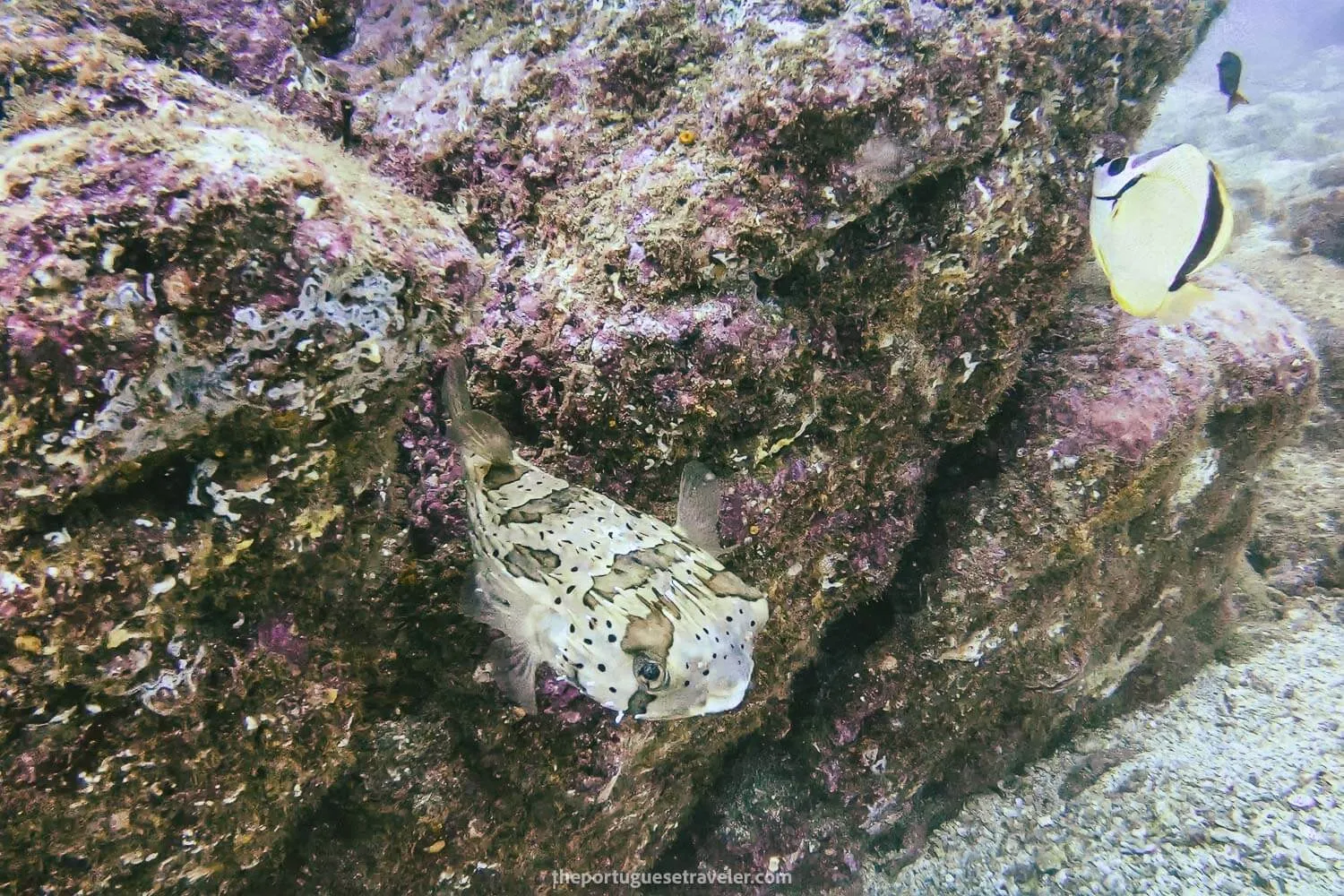 A cute pufferfish on our first dive