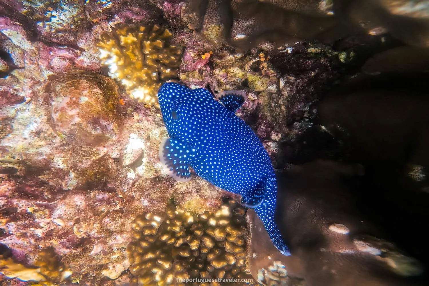 A Guineafowl blue pufferfish