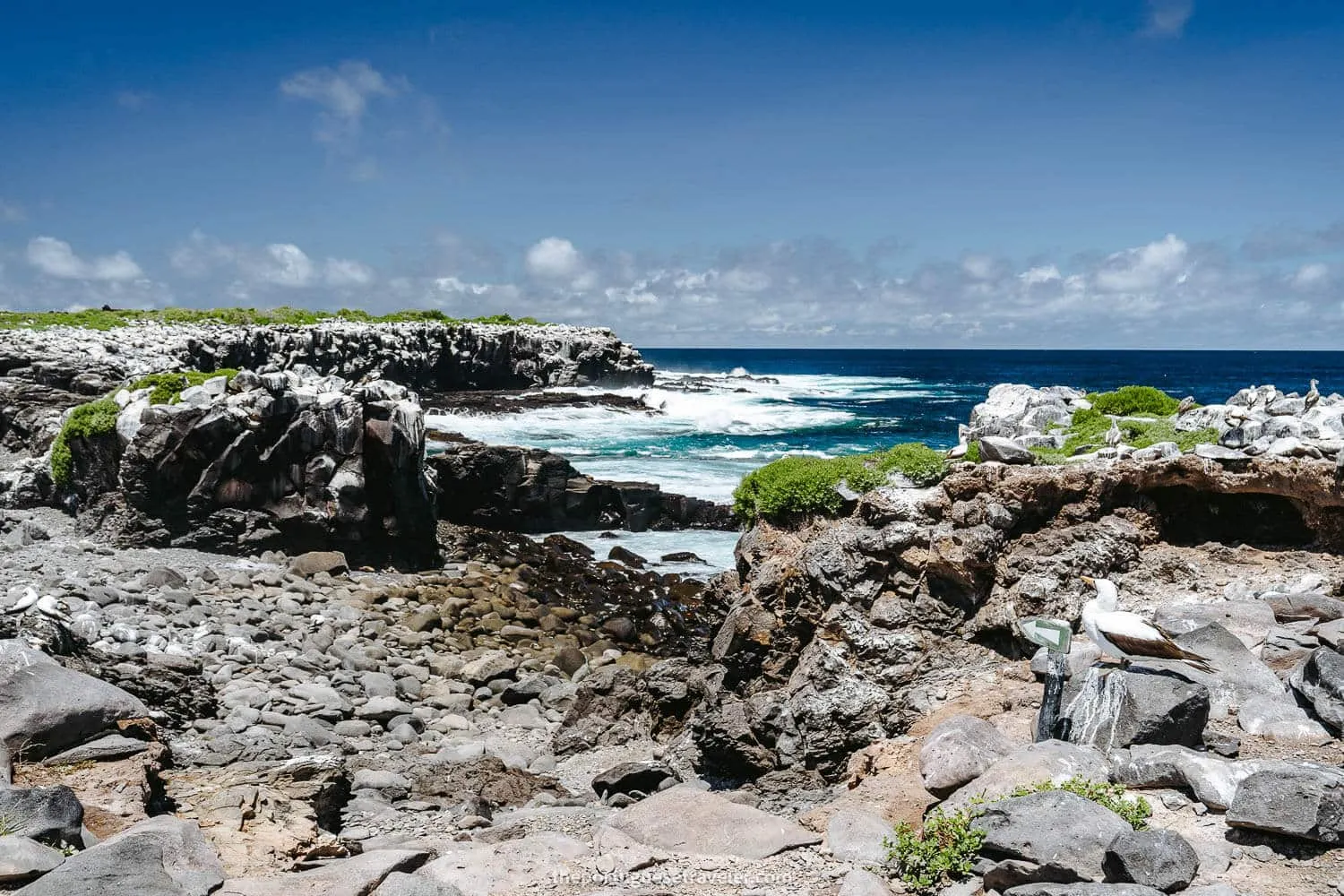 Punta Suarez cliffs packed with Nazca Boobies