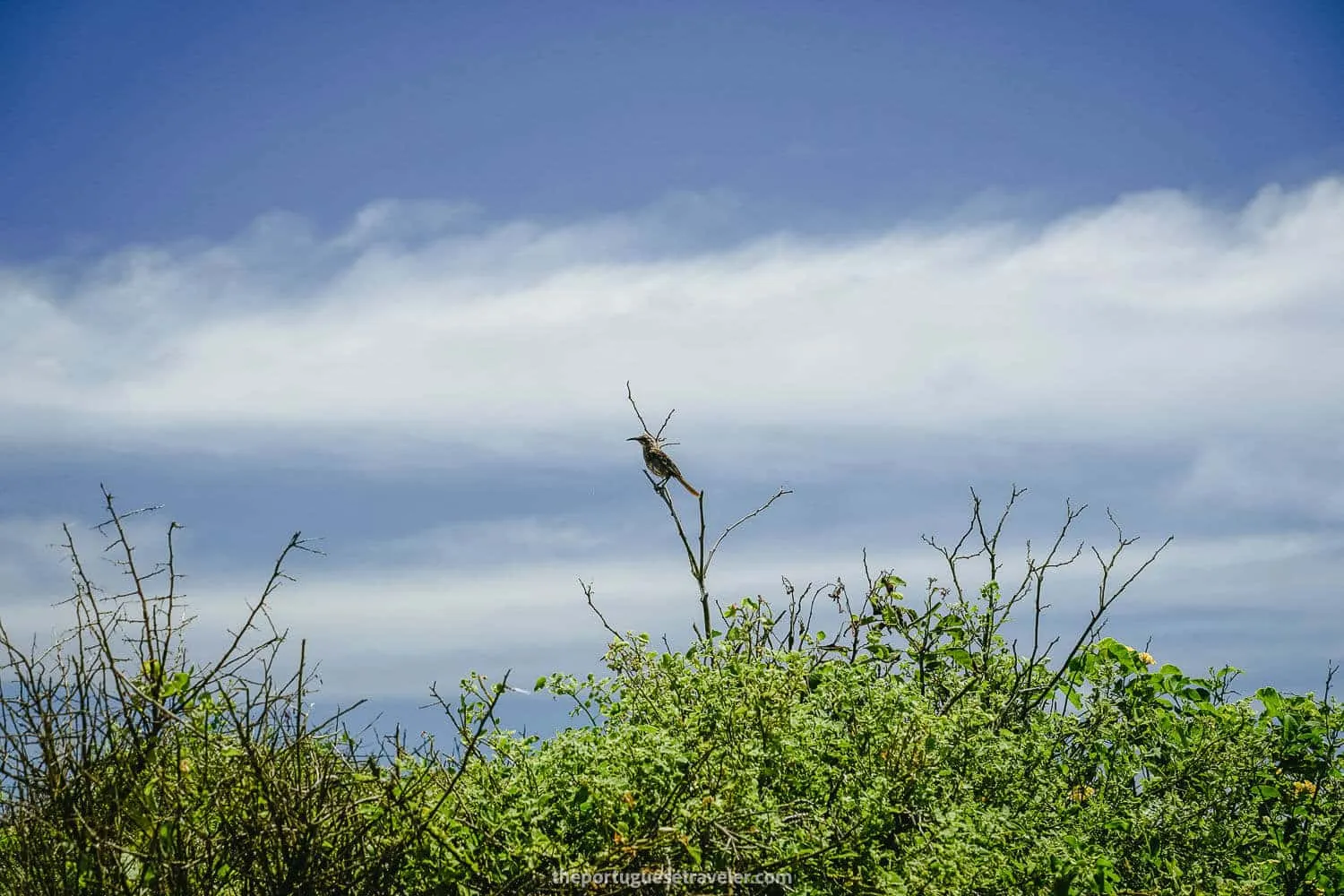 An Española Mockingbird on the Espanola Island Tour