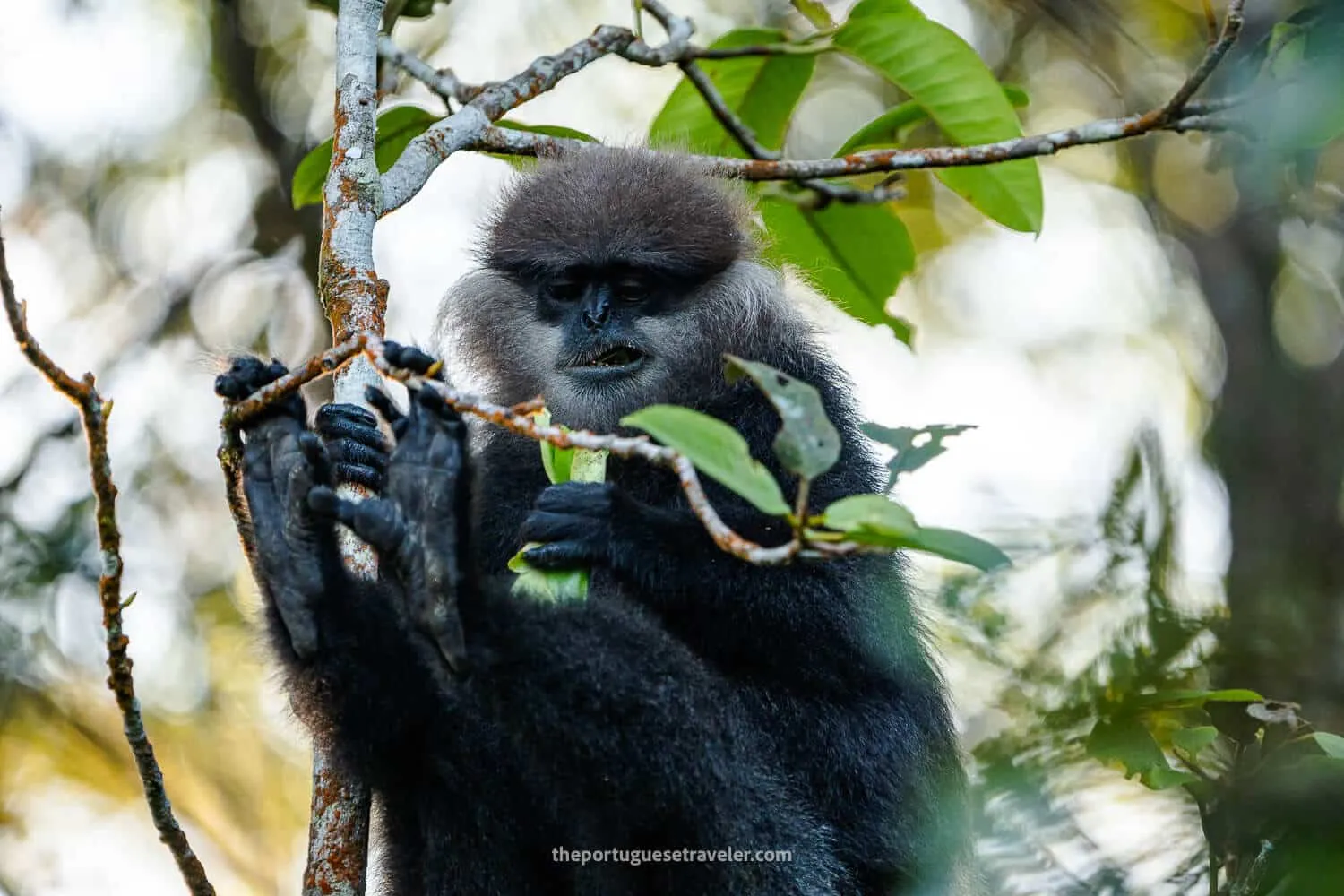 A Leaf Eating Monkey at the Sinharaja Forest Reserve