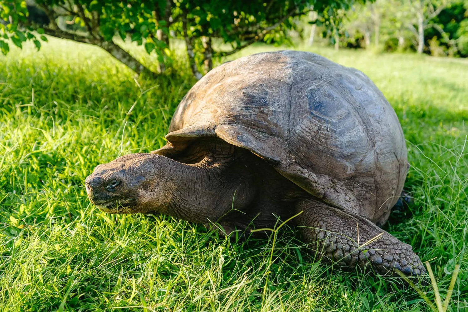 Giant Turtle at Rancho Las Primícias in Santa Cruz, Galapagos. Unique Wildlife, one of the things to know before visiting the Galapagos Islands