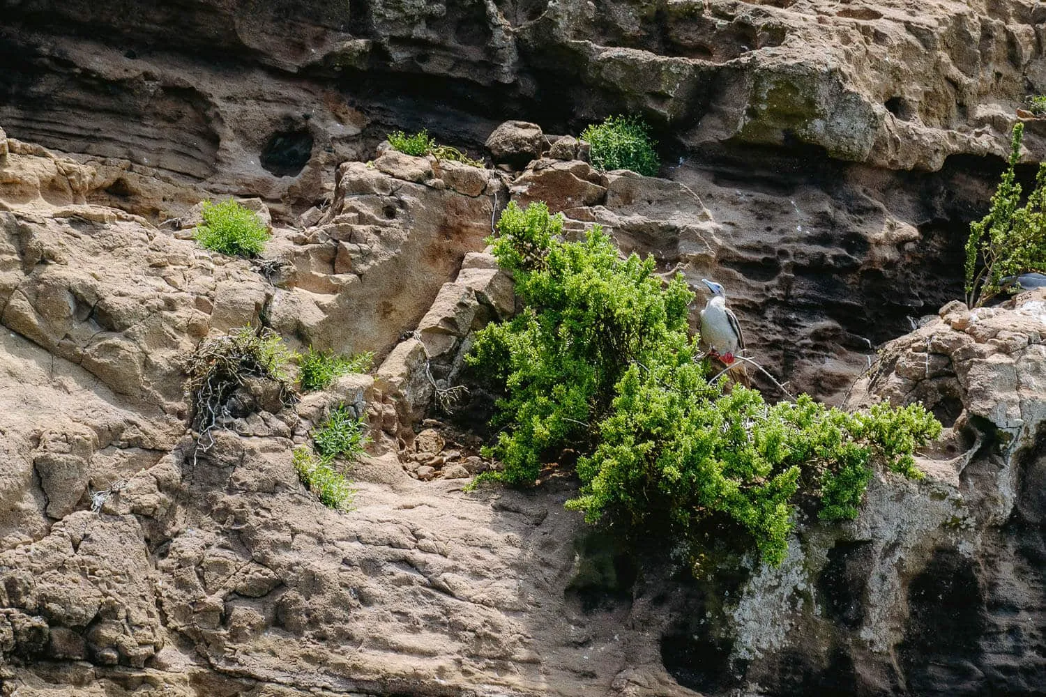 A Red-Footed Booby