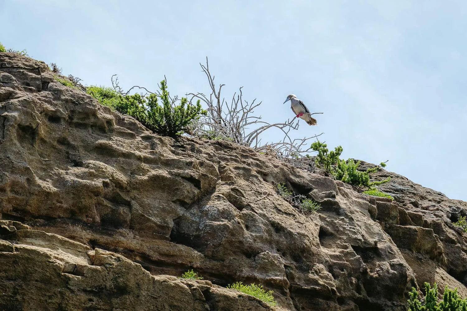 Red-Footed Booby