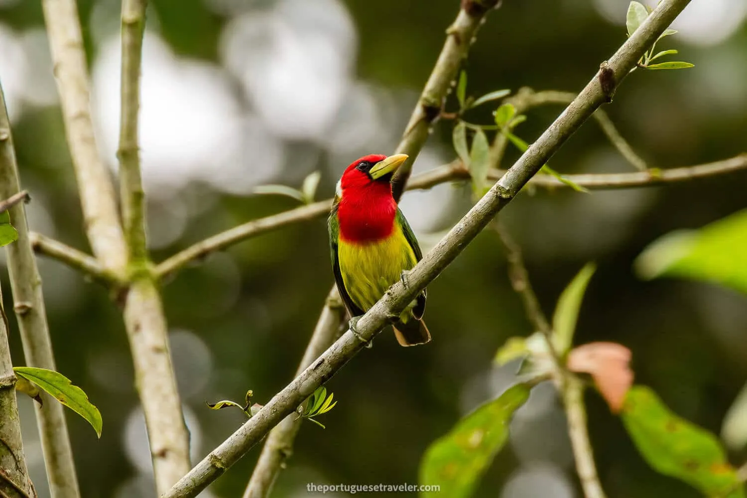 A Red Headed Barbet on the Punto Ornitológico reserve