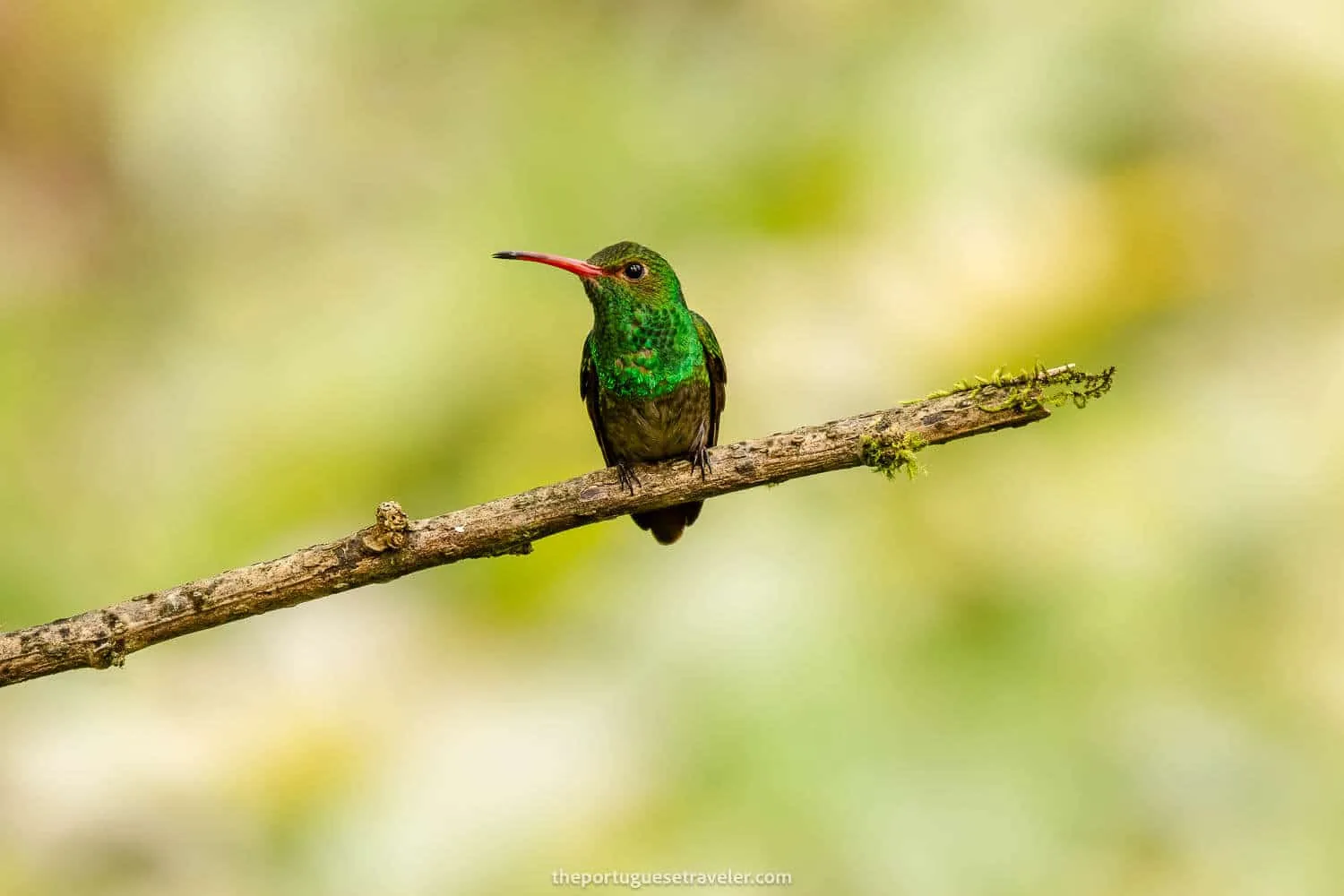A Rufous Tailed Hummingbird