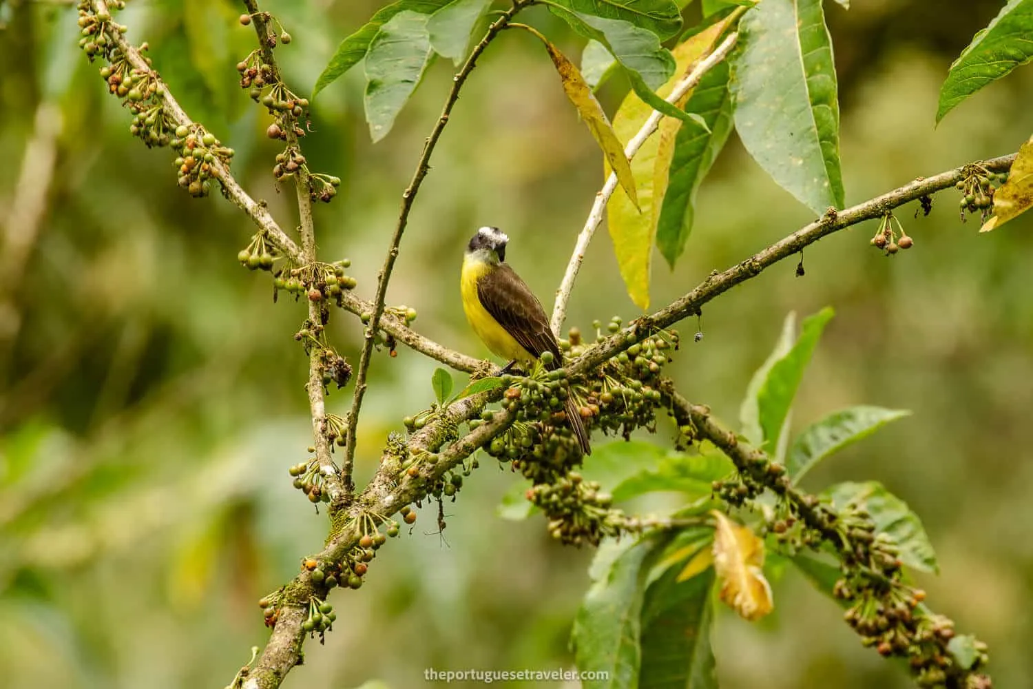 A Rusty Margined Flycatcher